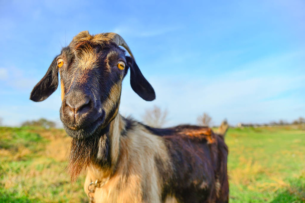 A goat grazes in a meadow and eats green grass. - Zdjęcie, obraz