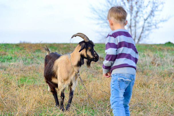 Um homem alimenta uma erva de cabra chifruda da mão para o rancho
 - Foto, Imagem