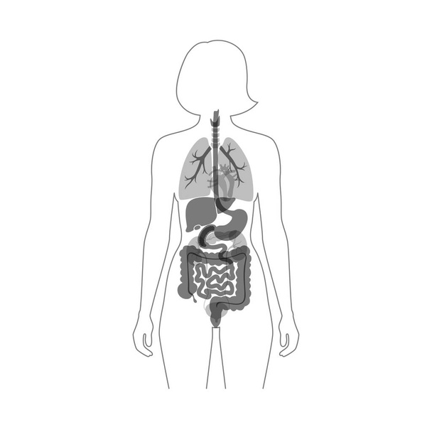 Lidské vnitřní orgány - Vektor, obrázek