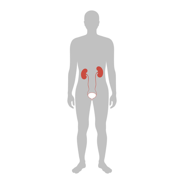 Vectorillustratie van nier - Vector, afbeelding