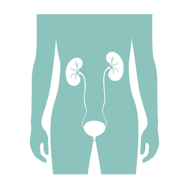 Vector illustration of kidney - Вектор,изображение