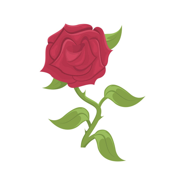 Beautiful red rose. Floral arrangement vector - Вектор,изображение