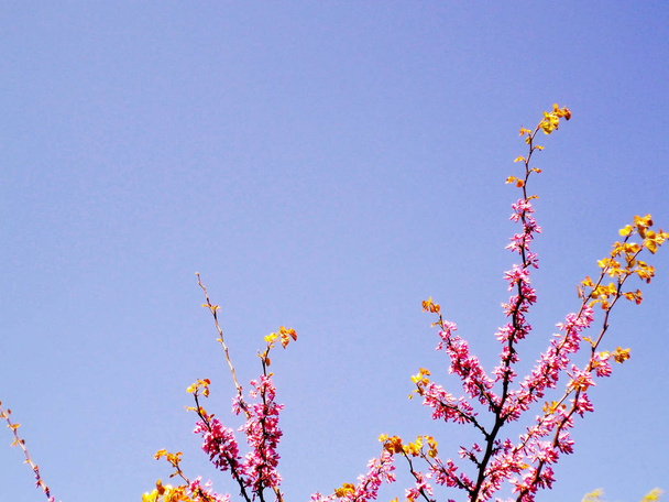 Tree branches with pink flowers in spring in the park garden - Photo, Image