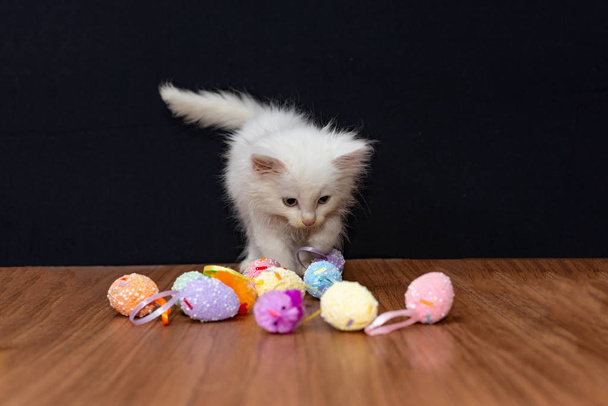 Kis fehér bolyhos macska játszik egy fekete háttér színes játék tojás - Fotó, kép