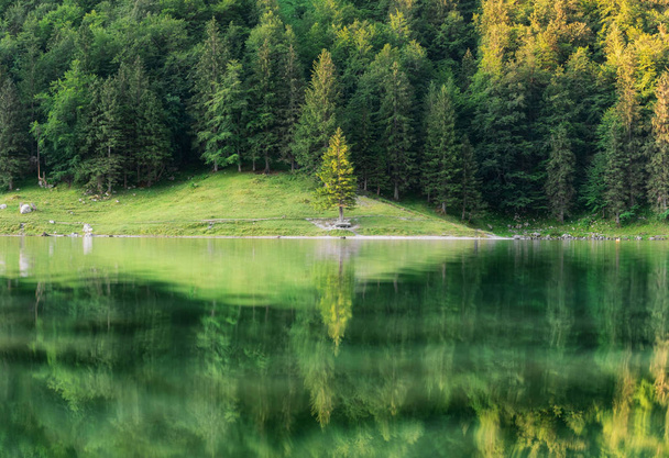 Forest and turquoise lake in the Switzerland. Forest and reflection on water surface. Beautiful landscape at the summer time - 写真・画像