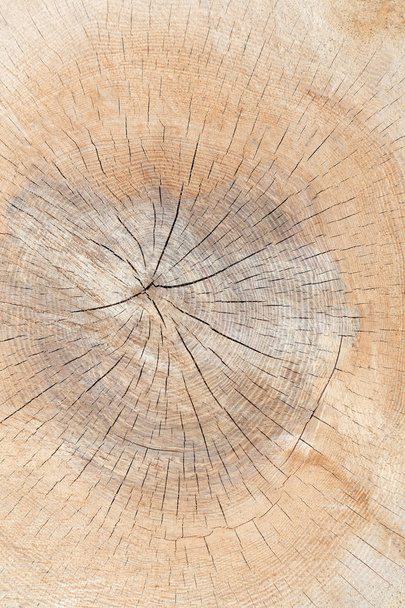 Nucleo di un tronco d'albero lucente, incrinato, con anelli annuali - formato verticale - Foto, immagini