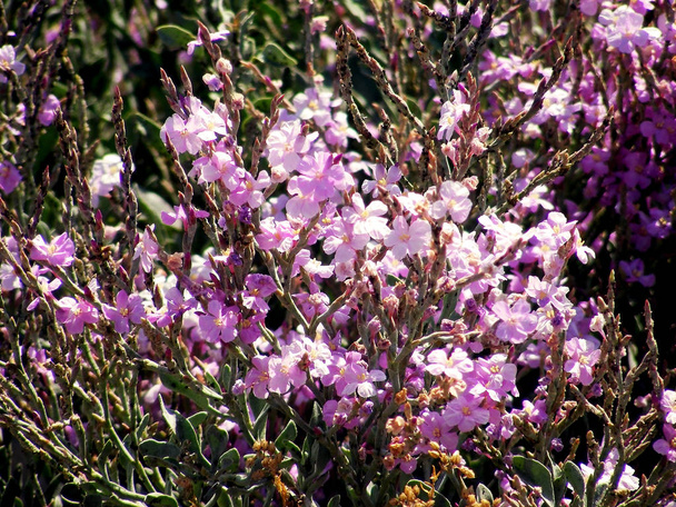 κλάδους με ροζ και κίτρινο λουλούδια άνοιξη στον κήπο πάρκο - Φωτογραφία, εικόνα