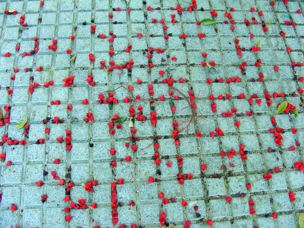 красные цветы дерева на земле осенью в саду парка
 - Фото, изображение