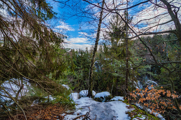 松の木と雪景色の曇り空 - 写真・画像