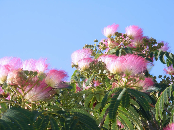 Puu oksat vaaleanpunaisia kukkia keväällä puistossa puutarhassa
 - Valokuva, kuva