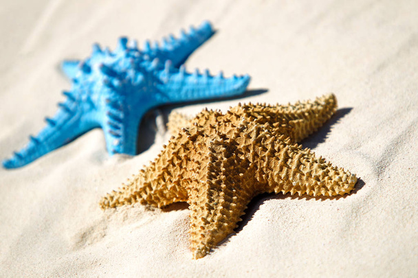 Blue and red starfish on sandy beach - Fotó, kép
