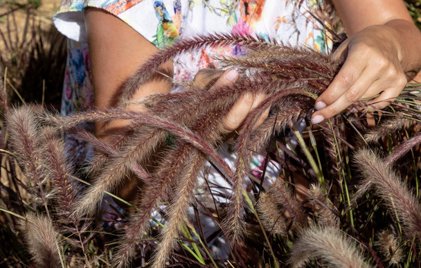 Ανθέων pennisetum χλόης στα χέρια του ένα κορίτσι σε μια καλοκαιρινή μέρα - Φωτογραφία, εικόνα