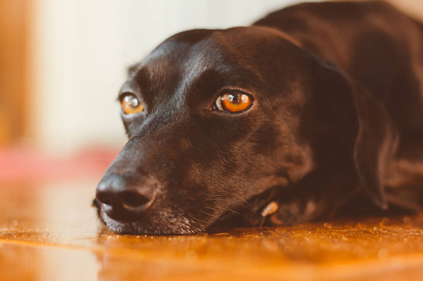 Porträt eines wunderschönen und freundlichen schwarzen Hundes mit traurigem Blick. Warten auf Adoption oder Warten auf den Besitzer, der gegangen ist. Der beste Freund des Menschen. - Foto, Bild