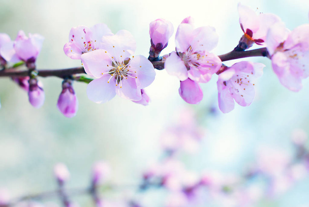 Achtergrond - bloeiende bomen - bloesems - natuur achtergrond - Lentebloemen - Foto, afbeelding