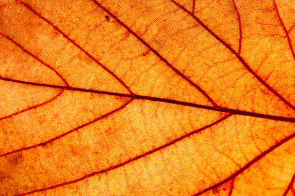 Yellow autumn leaf texture, macro. Abstract natural background  - Photo, image