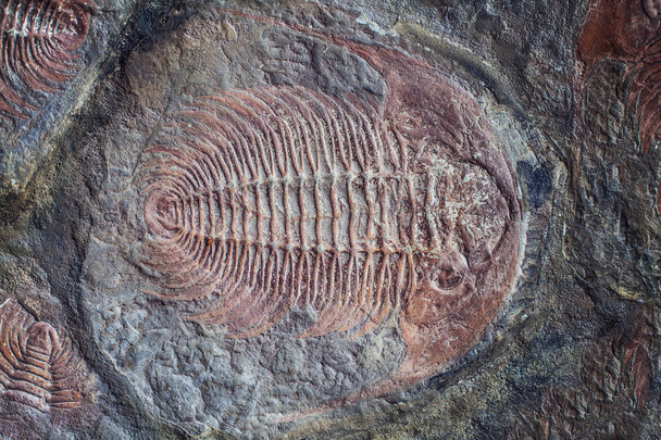Exploration de trilobites fossiles enfouis dans la roche de pierre
 - Photo, image