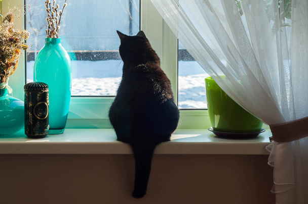 Siyah bir kedi kenarında oturur ve ısı ve bahar için bekleyen kış Street görünüyor. - Fotoğraf, Görsel