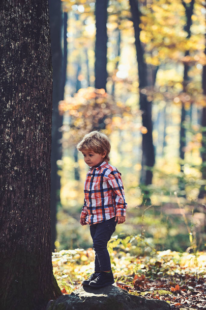 Little prince in fairy tale woods. Child play on fresh air outdoor. Autumn vacation and camping. Activity and active rest for kid. Small boy play in autumn forest - Foto, Imagen