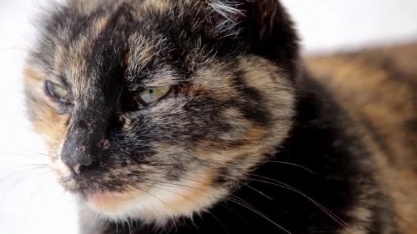 Macro of tortoiseshell cat face slowly looking and staring at camera. - Footage, Video