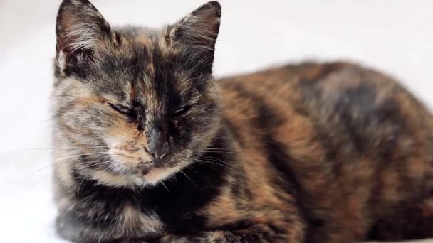 Close up of beautiful and sleepy tortoiseshell senior cat opening eyes and looking around while purring. - Footage, Video
