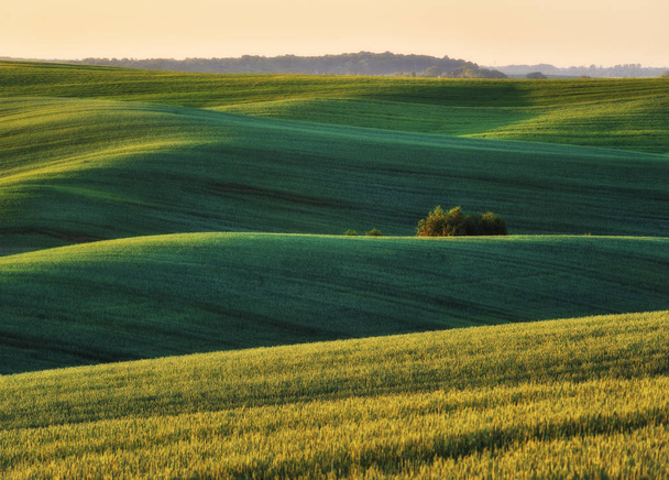 Холмистое поле. живописное весеннее поле. Сельское хозяйство
 - Фото, изображение