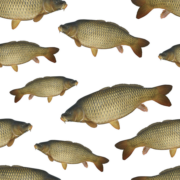 Rybářské hladkých vzorků ryb. Z ryb kapr, izolované na bílém pozadí. - Fotografie, Obrázek