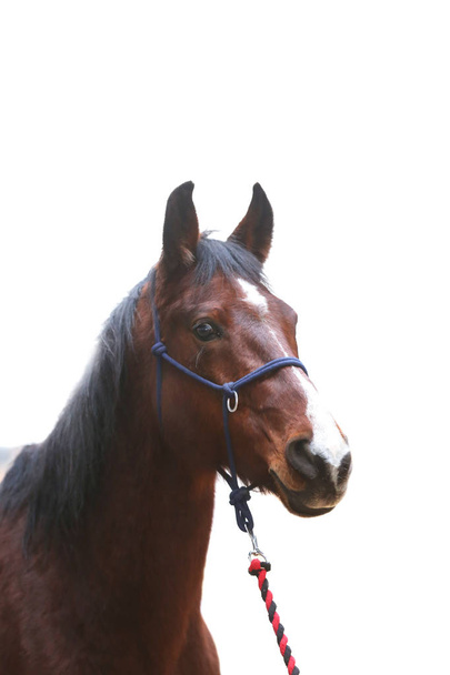 An isolated close up image of the purebred horse against white background - Photo, Image