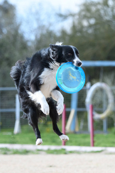 Border collie in mid air after catching a blue disc - Photo, Image