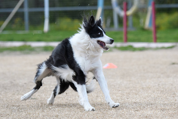 Black and white border collie after missing a disc catch - Photo, Image