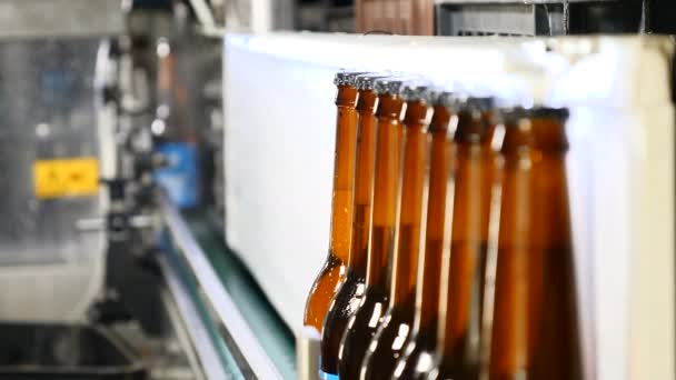 Bier fles productie. Gevulde bruine flessen op een regel in de fabriek. Flessen verplaatsen op transportband op fles glasfabriek. Volledige bierflesjes met doppen gaan langs de transportband. Geautomatiseerde - Video