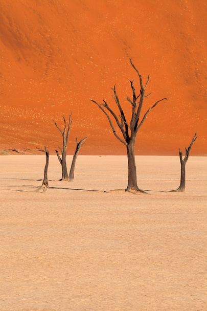 mrtvé stromy v dead vlei, Namibie - Fotografie, Obrázek