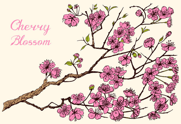 Japanse Sakura, Blooming kers, magnolia of amandel. Wilde bloemen met blaadjes. Bruiloft plant met blad en knoppen. Botanische voorjaar kruid achtergrond. Gegraveerde hand getrokken doodle schets voor kaart. - Vector, afbeelding