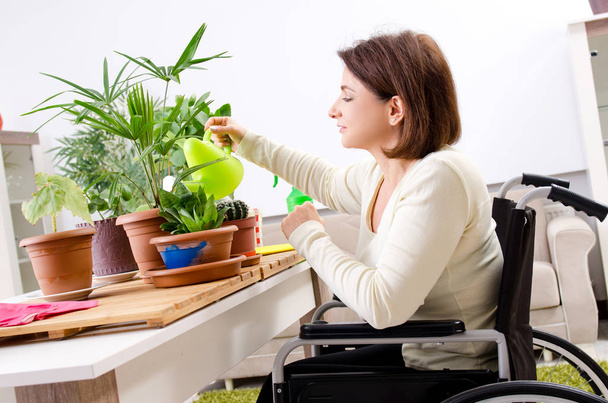 Mujer en silla de ruedas cultivando plantas de interior
   - Foto, imagen