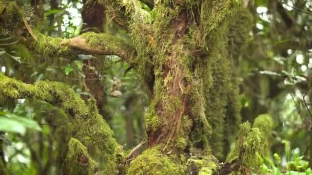Közelről. Laurel a moha alá tartozó fa törzse. Trópusi esőerdő, Tenerife, Kanári-szigetek. - Felvétel, videó