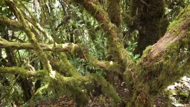Nahaufnahme. Lorbeerbaum Stamm mit Moos bedeckt. tropischer Regenwald auf Teneriffa, Kanarische Inseln. - Filmmaterial, Video