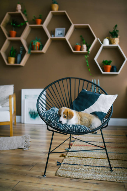 Schattige puppy Welsh Corgi Pembroke zittend op een stoel in studio interieur. Verticale foto - Foto, afbeelding