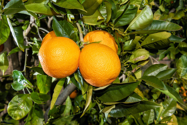 Branche d'un oranger chargé de fruits mûrs juteux, dans un champ de culture biologique. Agriculture traditionnelle. - Photo, image