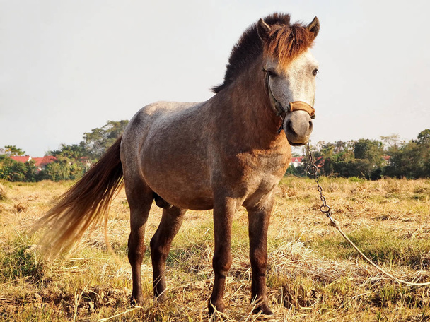 Hermosa foto de un joven caballo marrón asiático en la granja rural
 - Foto, imagen