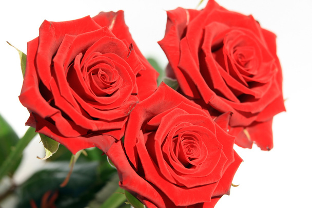 Punaiset ruusut - Valokuva, kuva