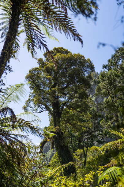 Pororari River track, landscape on the Pororari River Track, new zealand, south island, Wild New Zealand forest or jungle, Catlins, South Island.  - 写真・画像