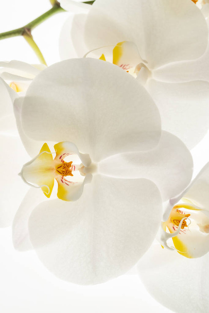 white orchid flowers, macro - Foto, immagini