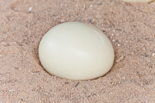 στρουθοκάμηλος αυγών στην άμμο - Φωτογραφία, εικόνα
