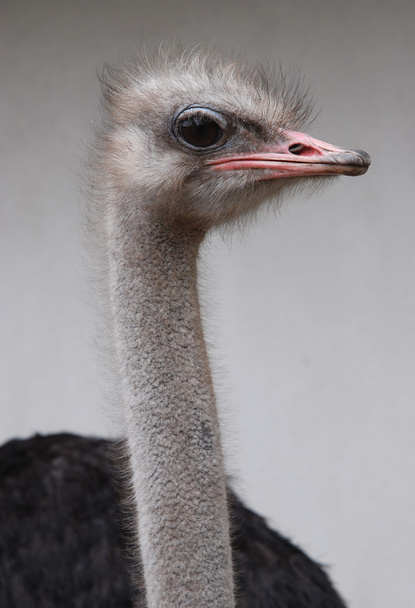 Retrato de avestruz
 - Foto, imagen