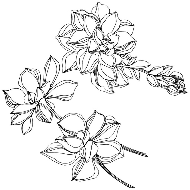 Vector Jungle botanische succulente bloem. Zwart-wit gegraveerd inkt kunst. Geïsoleerde vetplanten afbeelding element. - Vector, afbeelding