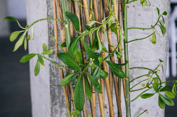 creative decor and loft design - green plants - Фото, изображение