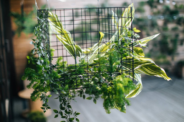 creative decor and design for a loft, green plant and metal cage - Fotoğraf, Görsel