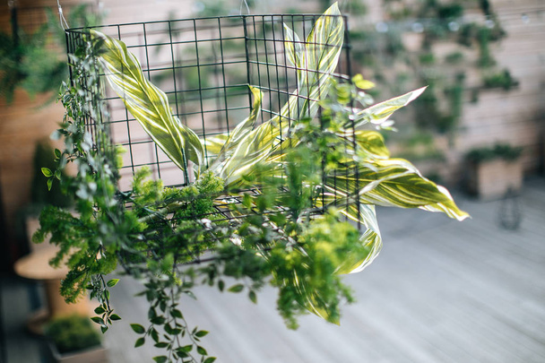 creative decor and design for a loft, green plant and metal cage - Foto, imagen