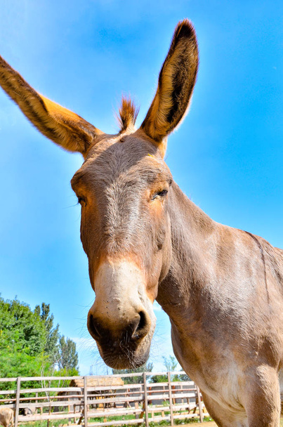 Foto van een ezel close up, groothoek foto - Foto, afbeelding