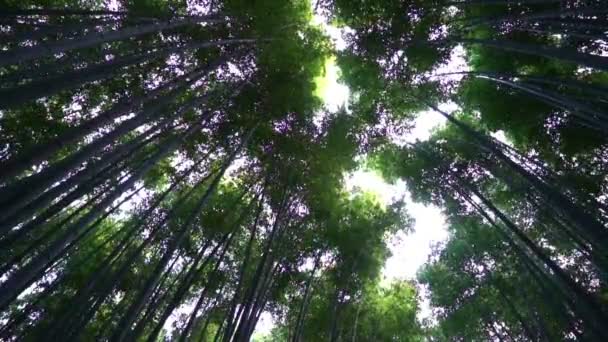 Malebná úzká záběr z krásných zelených stromů - Záběry, video