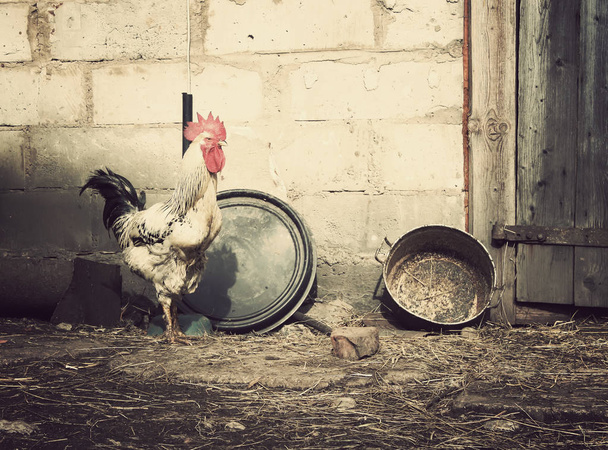 Canard domestique sur fond de cour de ferme. Style effet vintage
. - Photo, image
